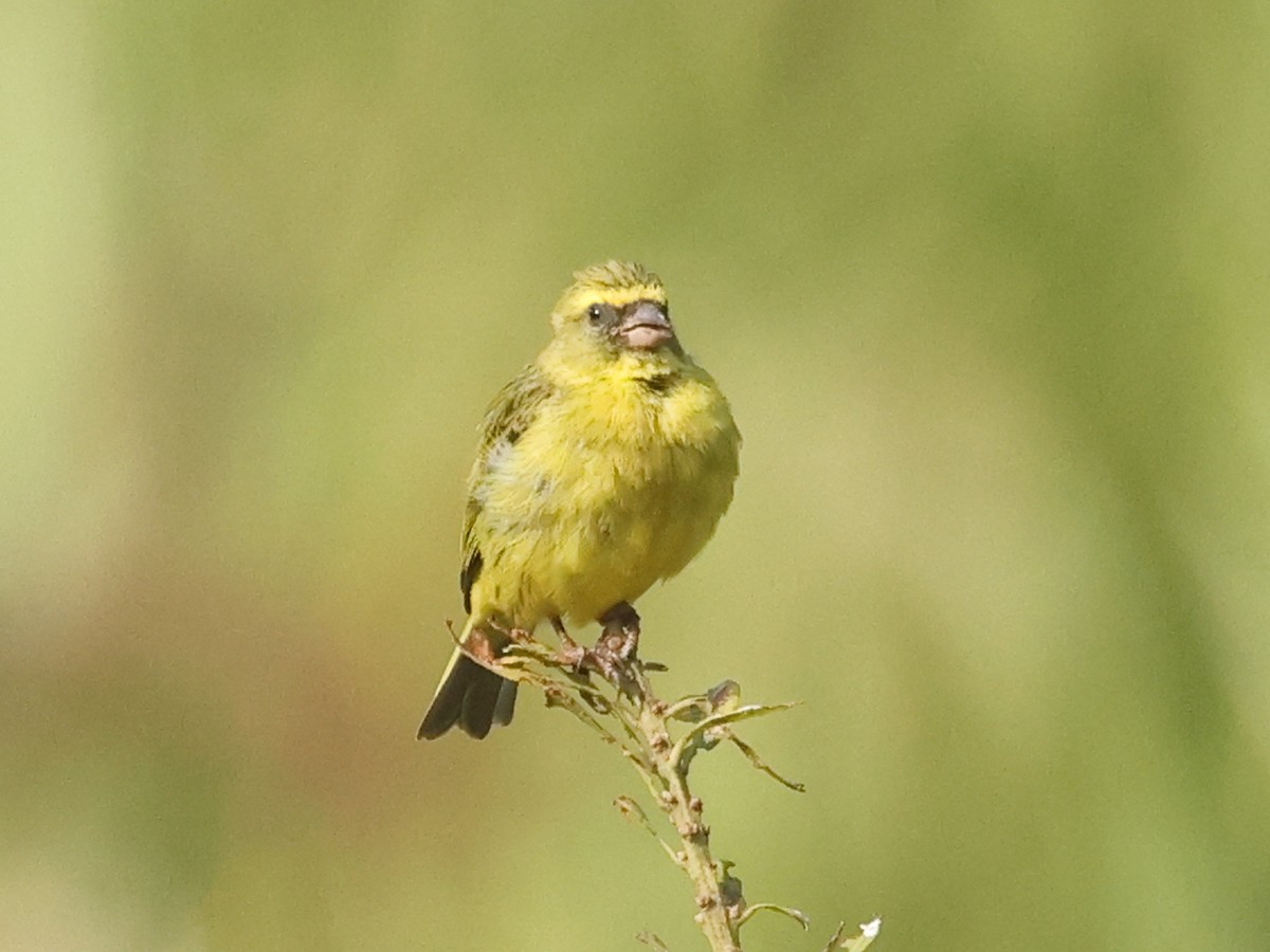 Yellow-crowned Canary - ML621758977