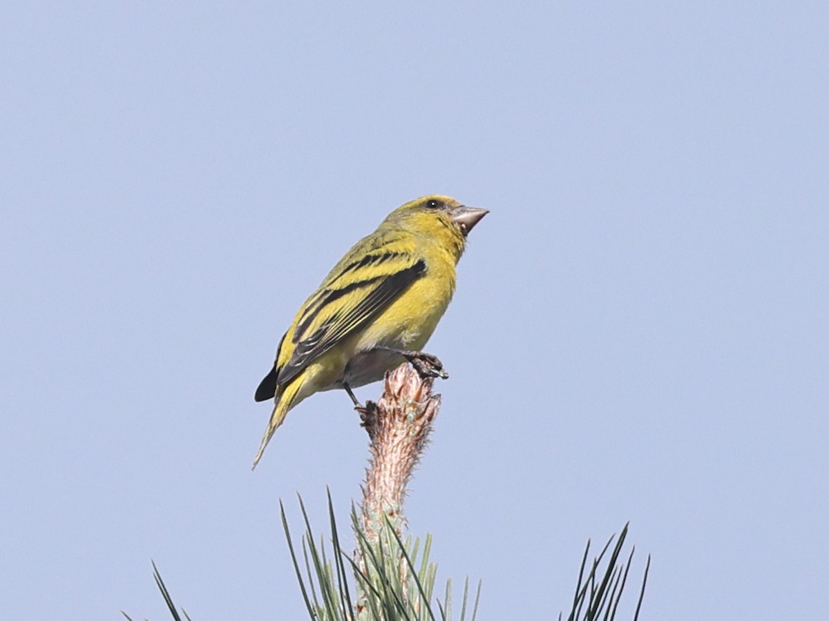 Yellow-crowned Canary - Myles McNally