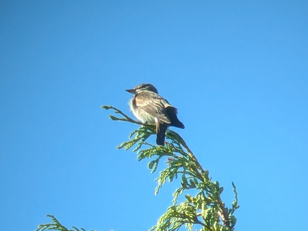 Western Wood-Pewee - ML621759167