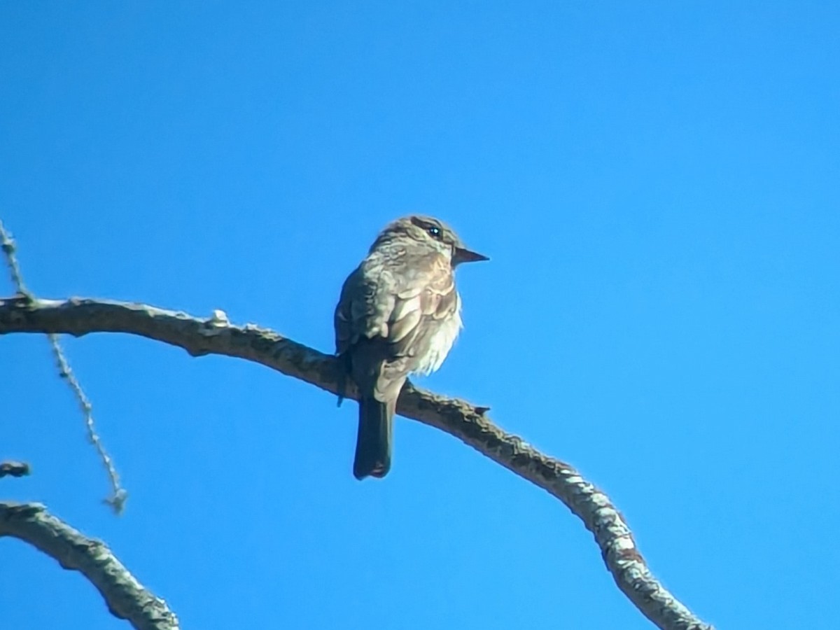 Western Wood-Pewee - Carolyn Wilcox