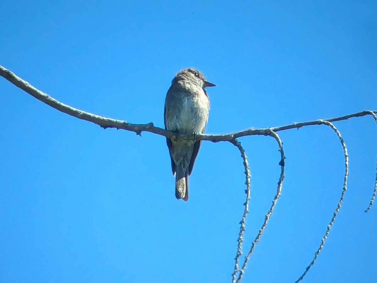 Western Wood-Pewee - ML621759177