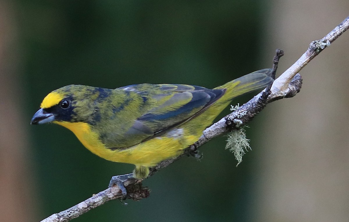 Thick-billed Euphonia - ML621759302