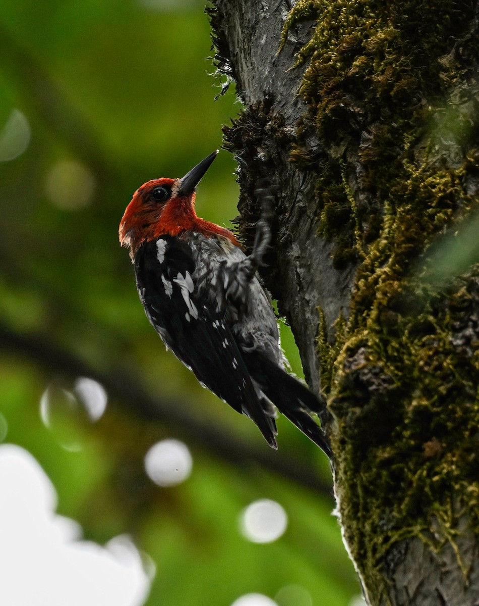 Red-breasted Sapsucker - ML621759400