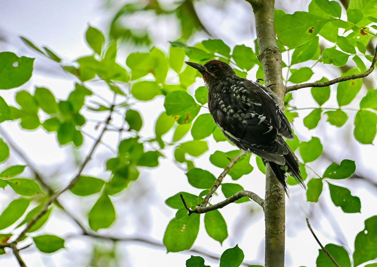 Red-breasted Sapsucker - ML621759401