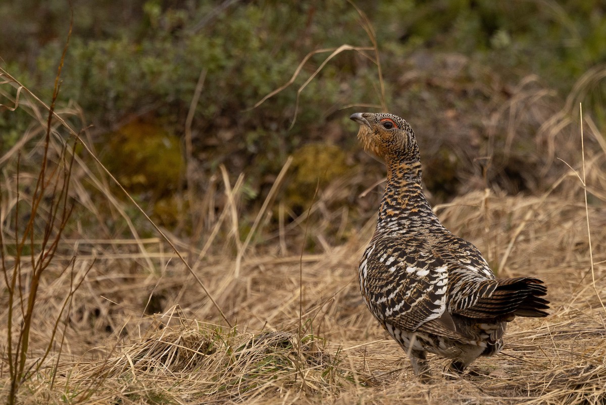 Western Capercaillie - Doug Gochfeld