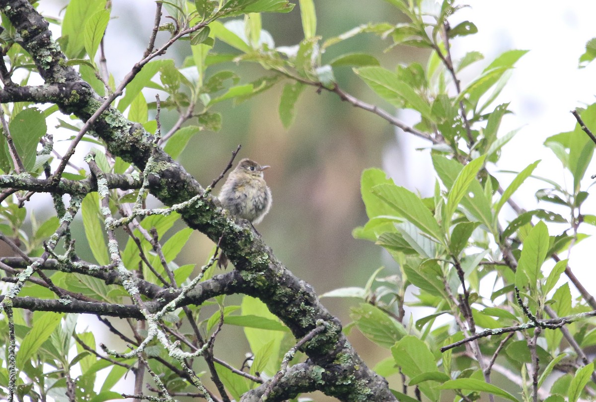 Pine Flycatcher - ML621759606