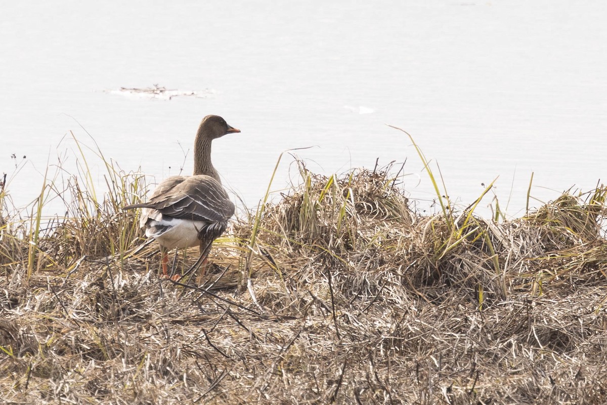 Taiga Bean-Goose - ML621759647