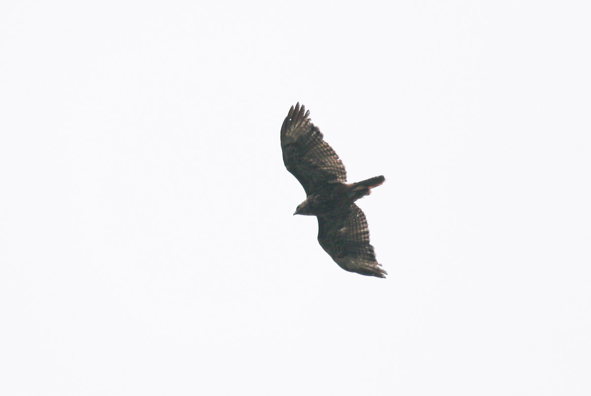 Short-tailed Hawk - ML621759671