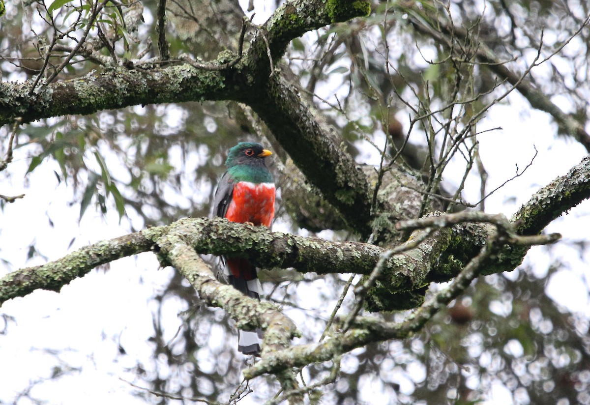 Mountain Trogon - ML621759675