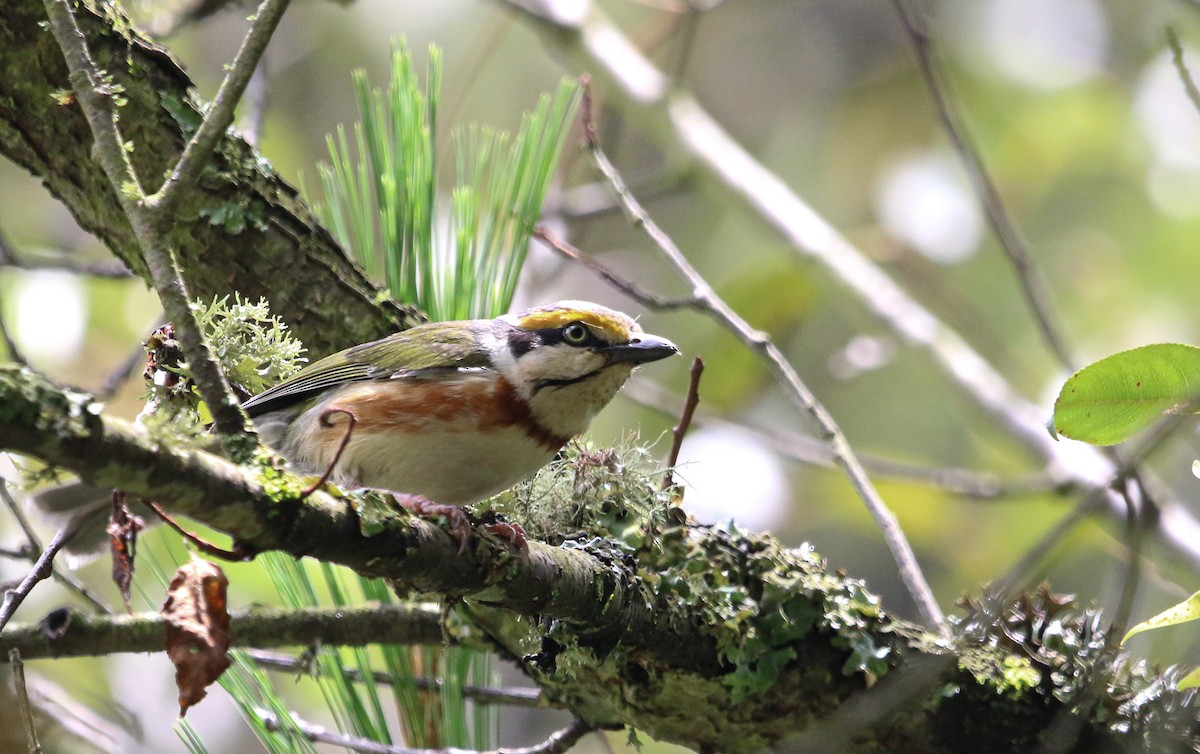 Chestnut-sided Shrike-Vireo - ML621759681