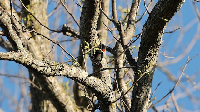 Downy Woodpecker - ML621759697