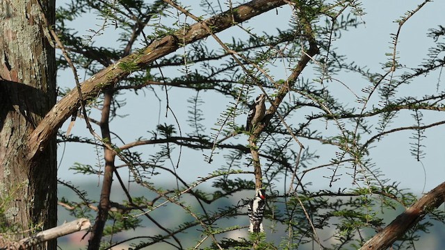 Downy Woodpecker - ML621759698