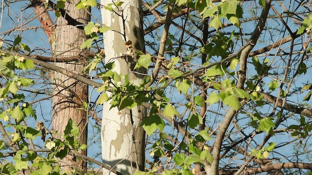 Downy Woodpecker - ML621759699