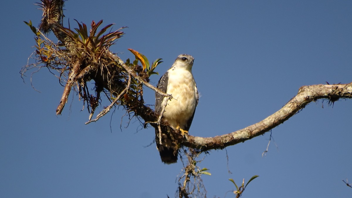 Gray-backed Hawk - ML621759713