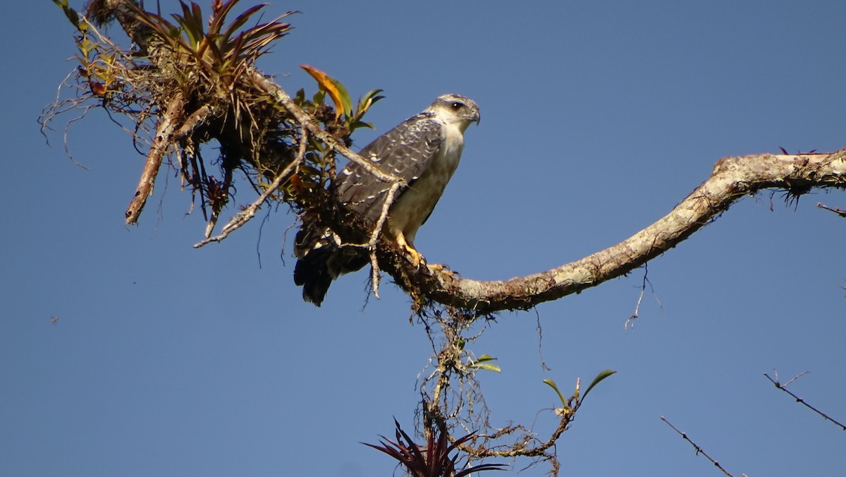 Gray-backed Hawk - ML621759714