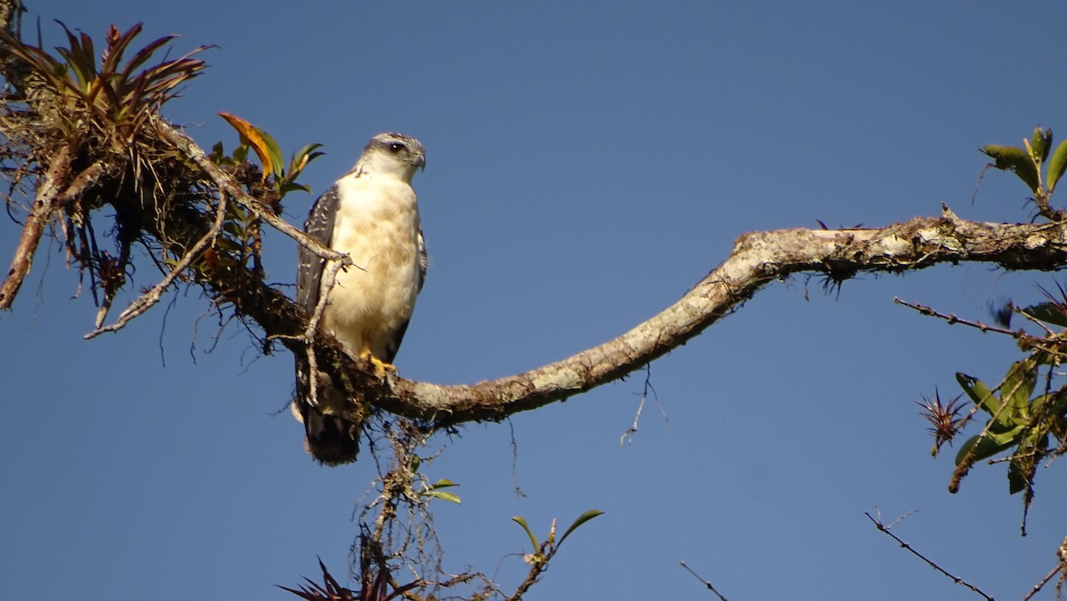 Gray-backed Hawk - ML621759715