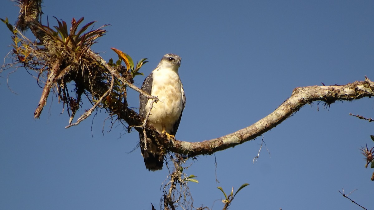 Gray-backed Hawk - ML621759716