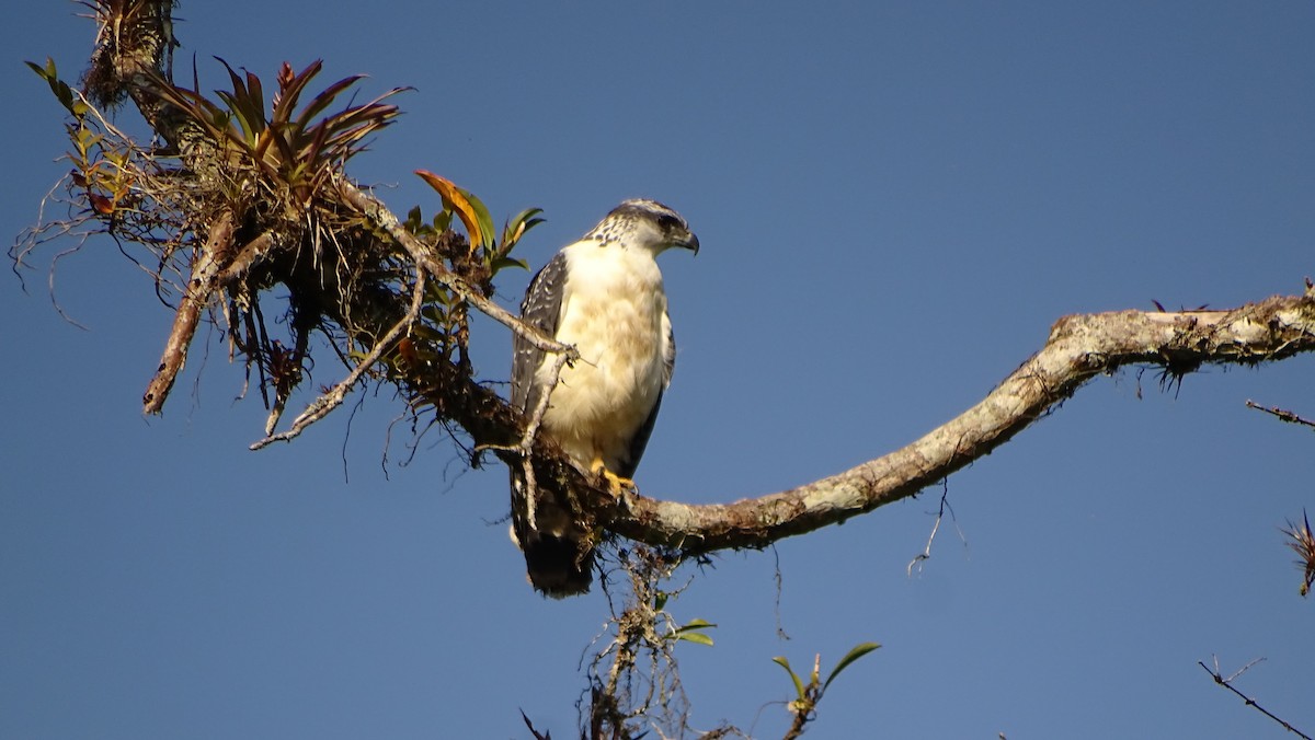 Gray-backed Hawk - ML621759717