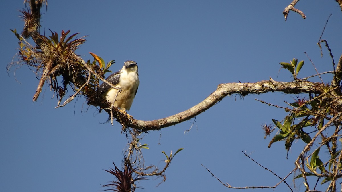 Gray-backed Hawk - ML621759718