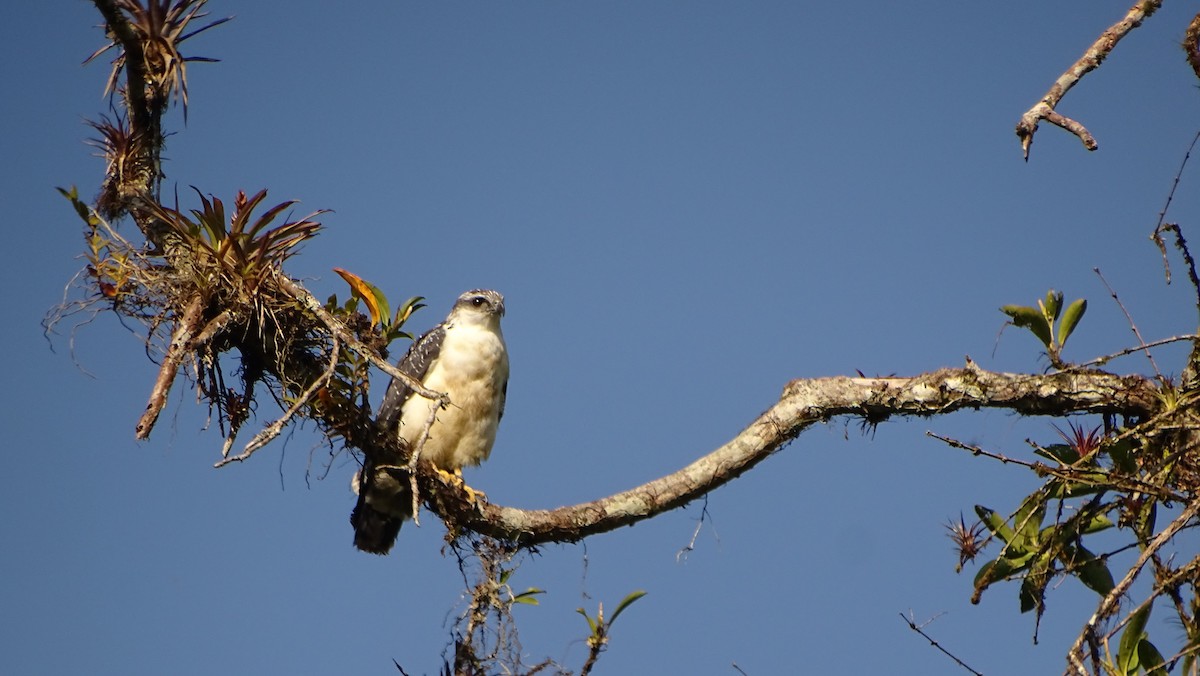 Gray-backed Hawk - Francisco Sornoza