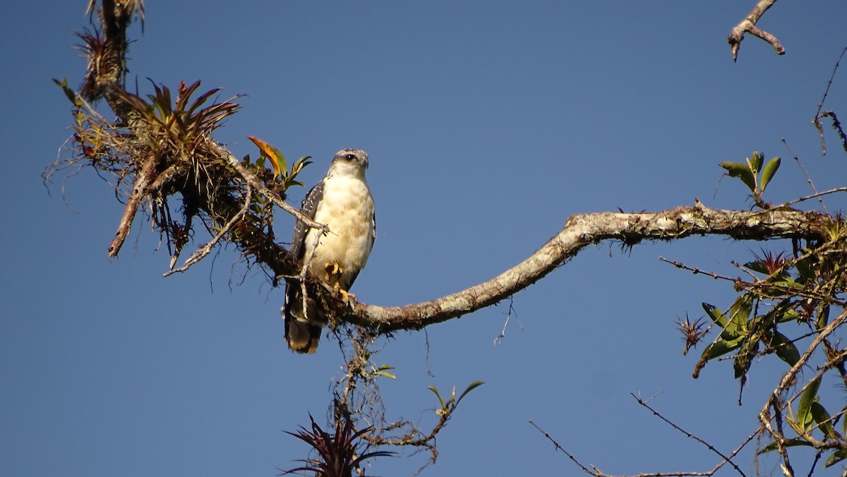 Gray-backed Hawk - ML621759720