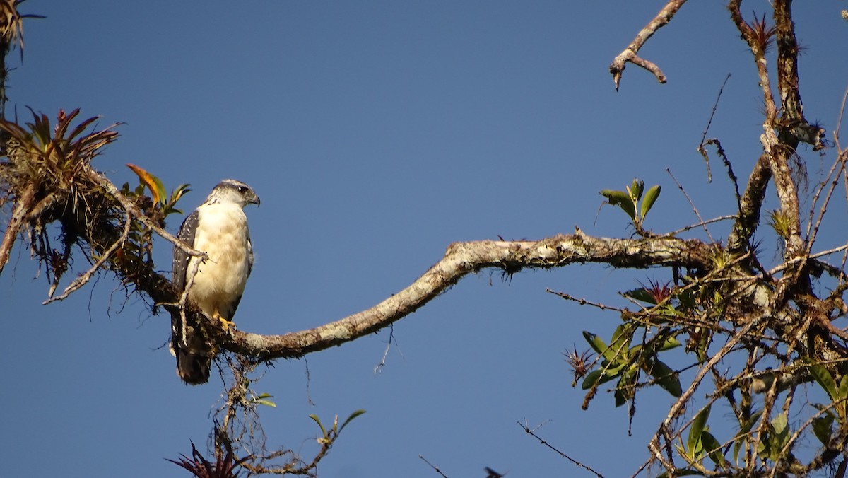 Gray-backed Hawk - ML621759722