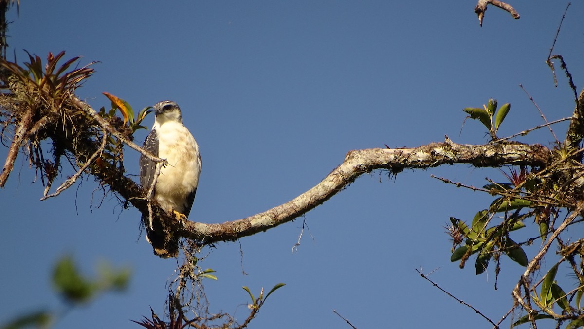 Gray-backed Hawk - ML621759723