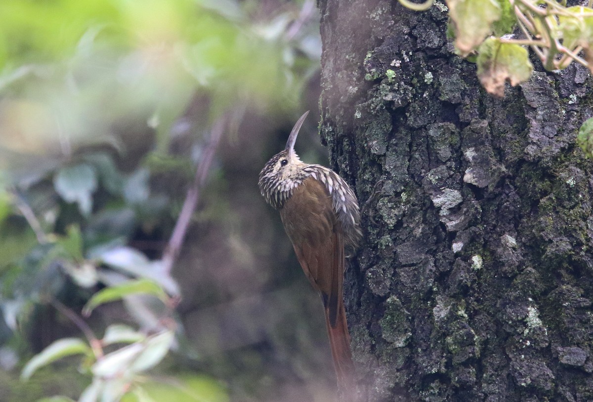 White-striped Woodcreeper - ML621759726