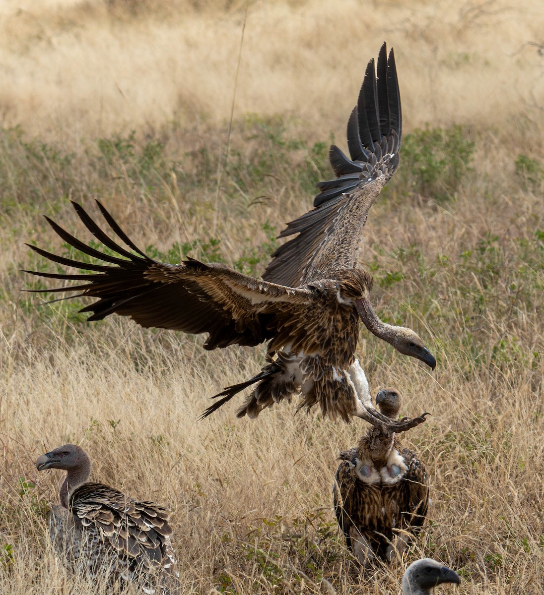 White-backed Vulture - ML621759728