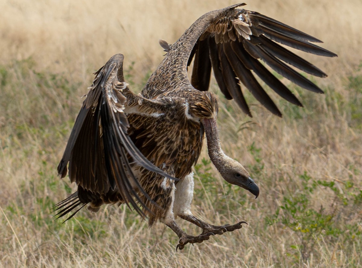 White-backed Vulture - ML621759734