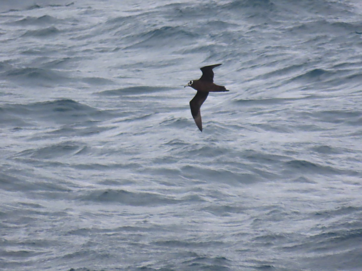 Spectacled Petrel - ML621759820