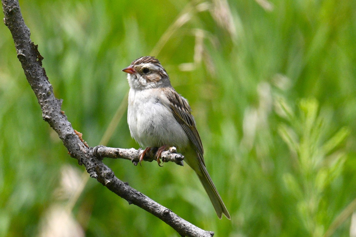 Clay-colored Sparrow - ML621759922