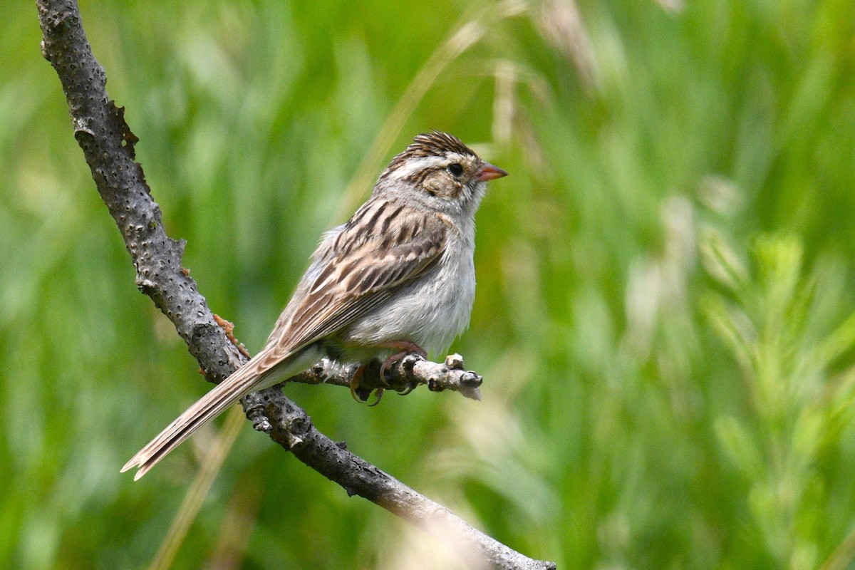 Clay-colored Sparrow - ML621759923