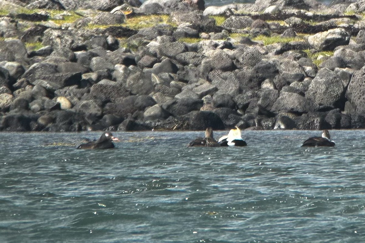 White-winged Scoter - ML621759985