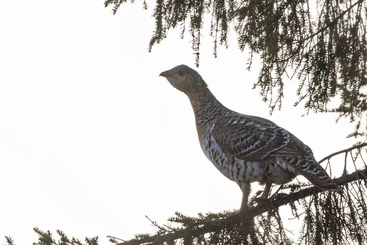 Western Capercaillie - Doug Gochfeld