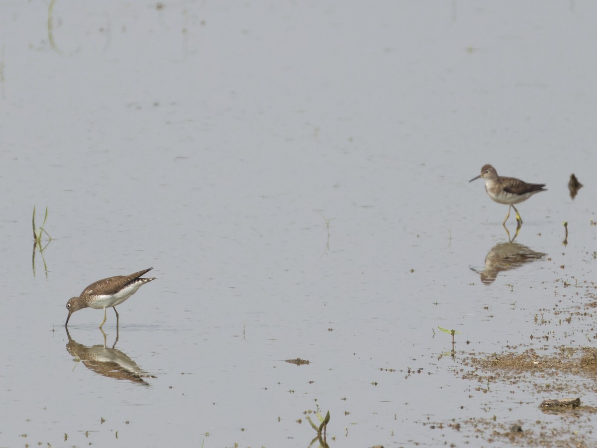 Solitary Sandpiper - Angus Wilson