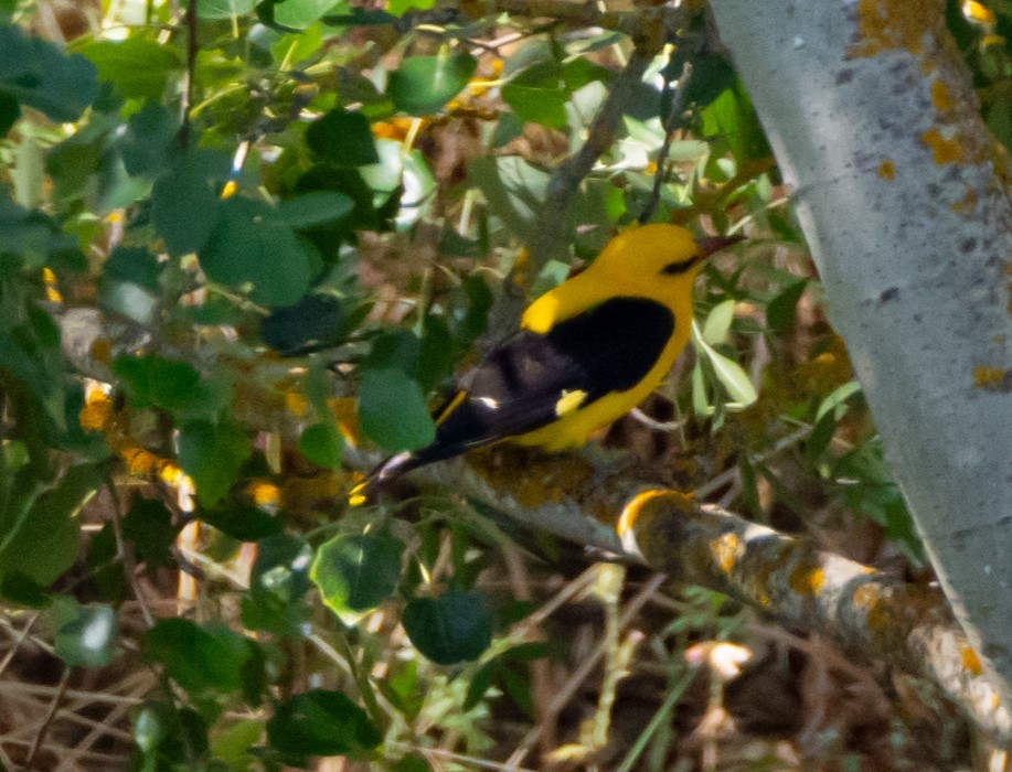 Eurasian Golden Oriole - ML621760121