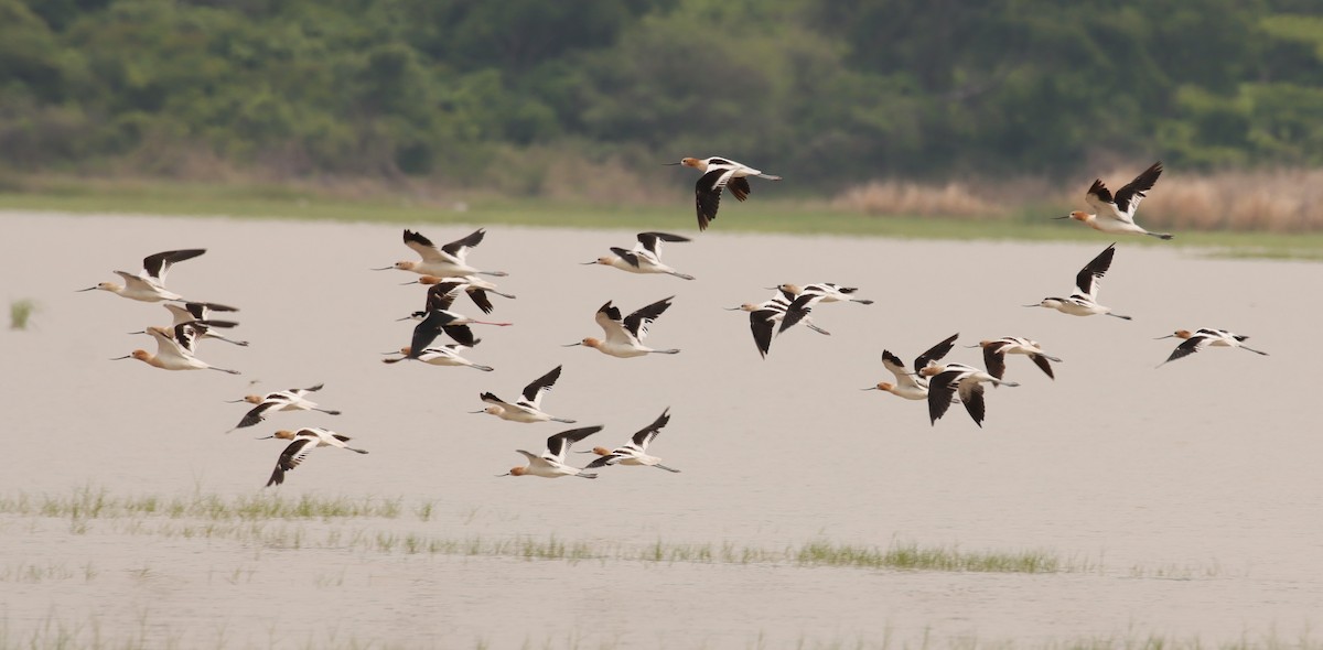 Avoceta Americana - ML621760178