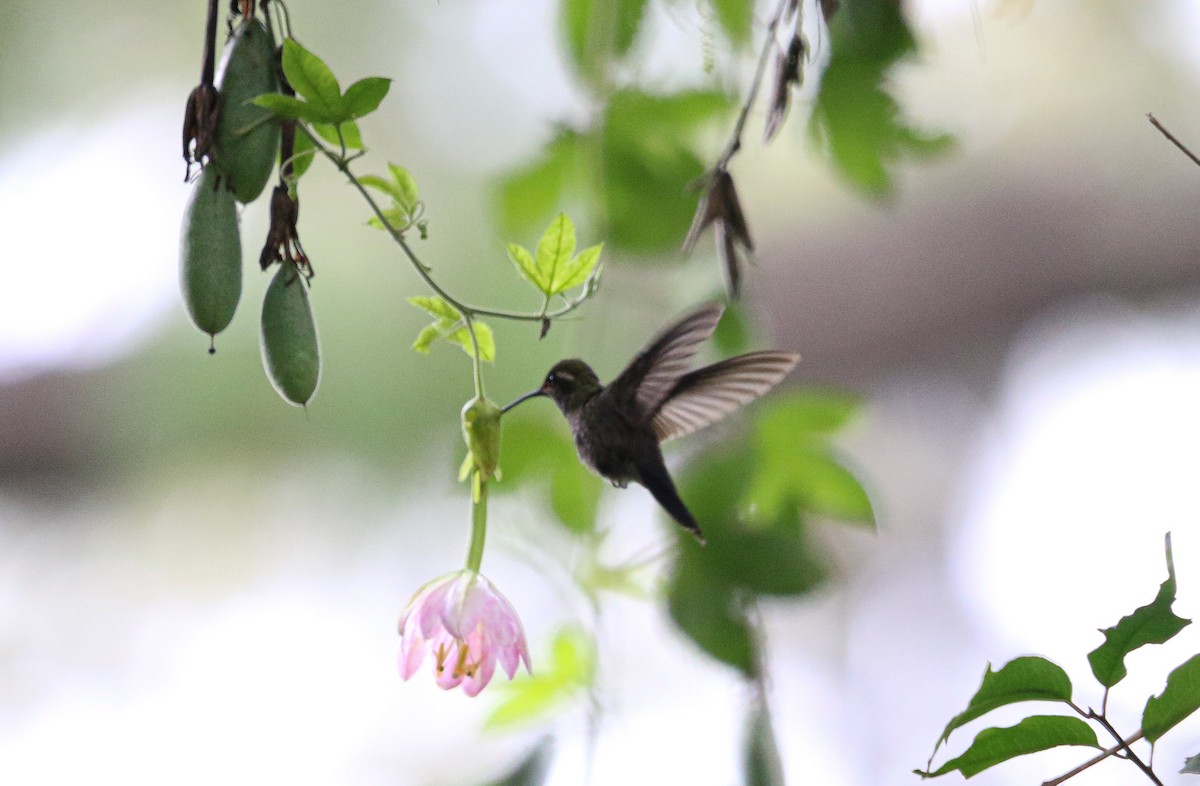 Amethyst-throated Mountain-gem - ML621760200