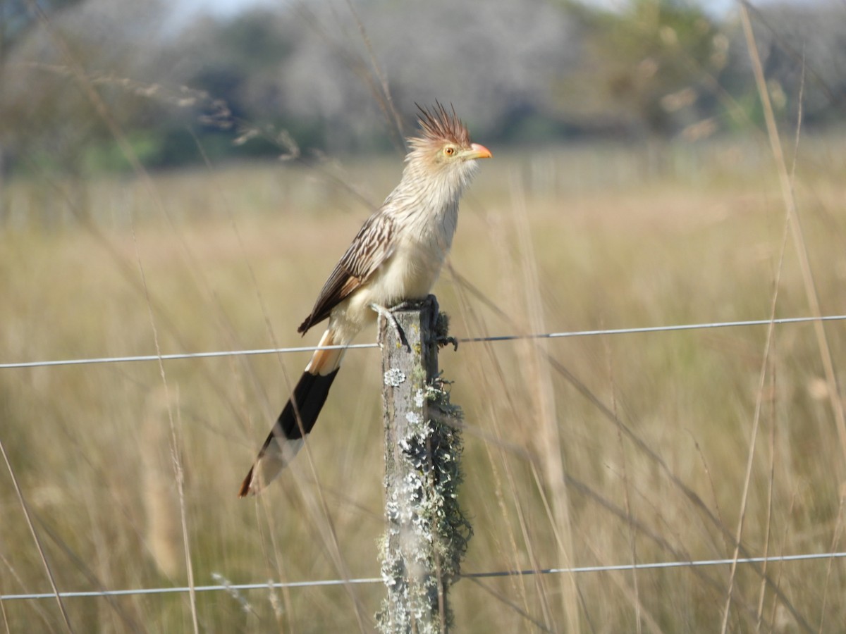 Guira Cuckoo - ML621760267