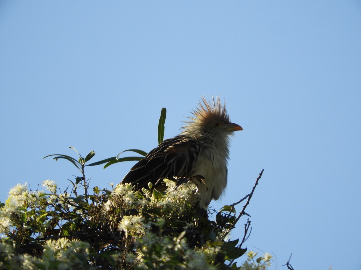 Guira Cuckoo - ML621760268