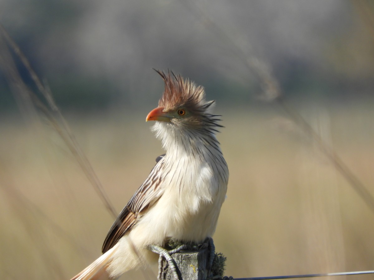 Guira Cuckoo - Silvia Enggist