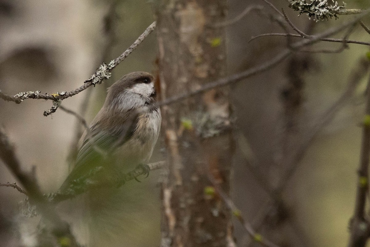 Gray-headed Chickadee - ML621760276