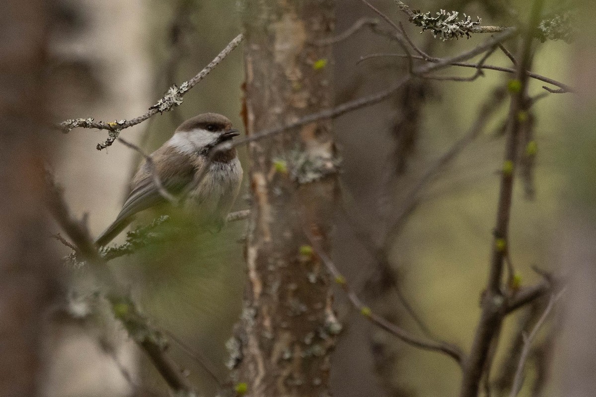 Gray-headed Chickadee - ML621760278