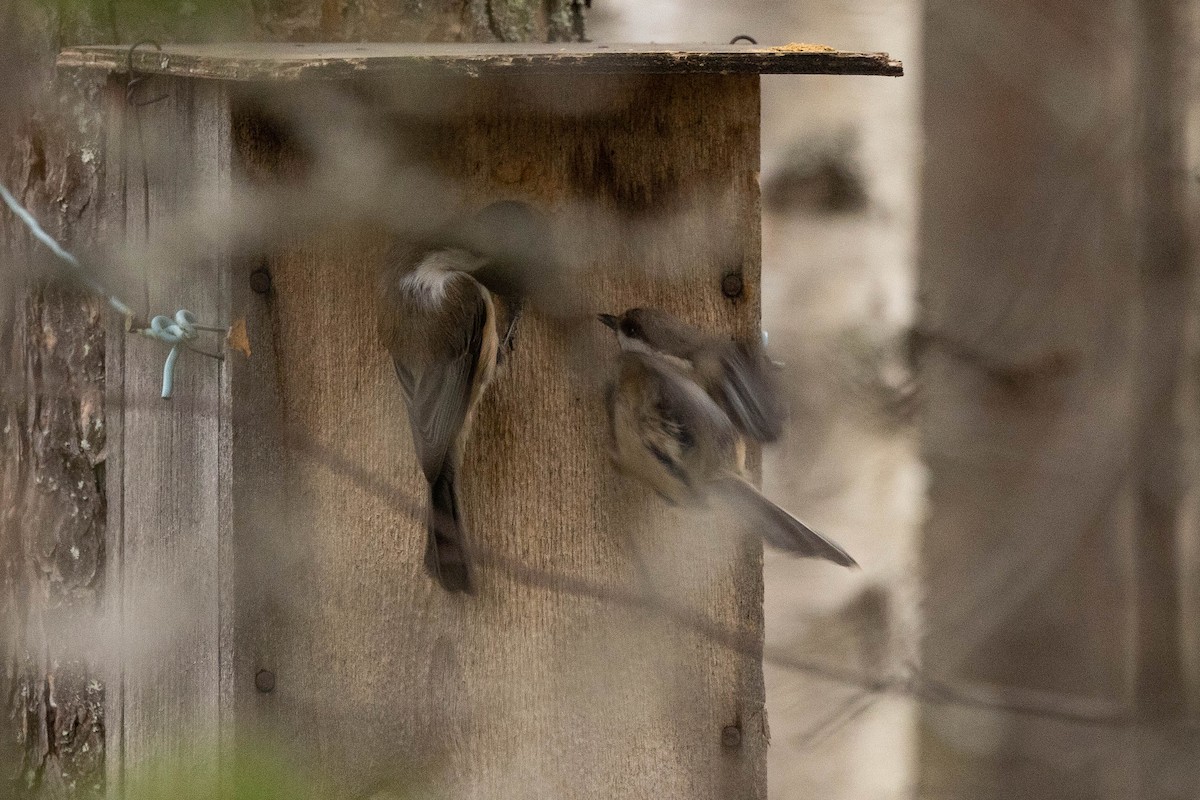 Gray-headed Chickadee - ML621760279