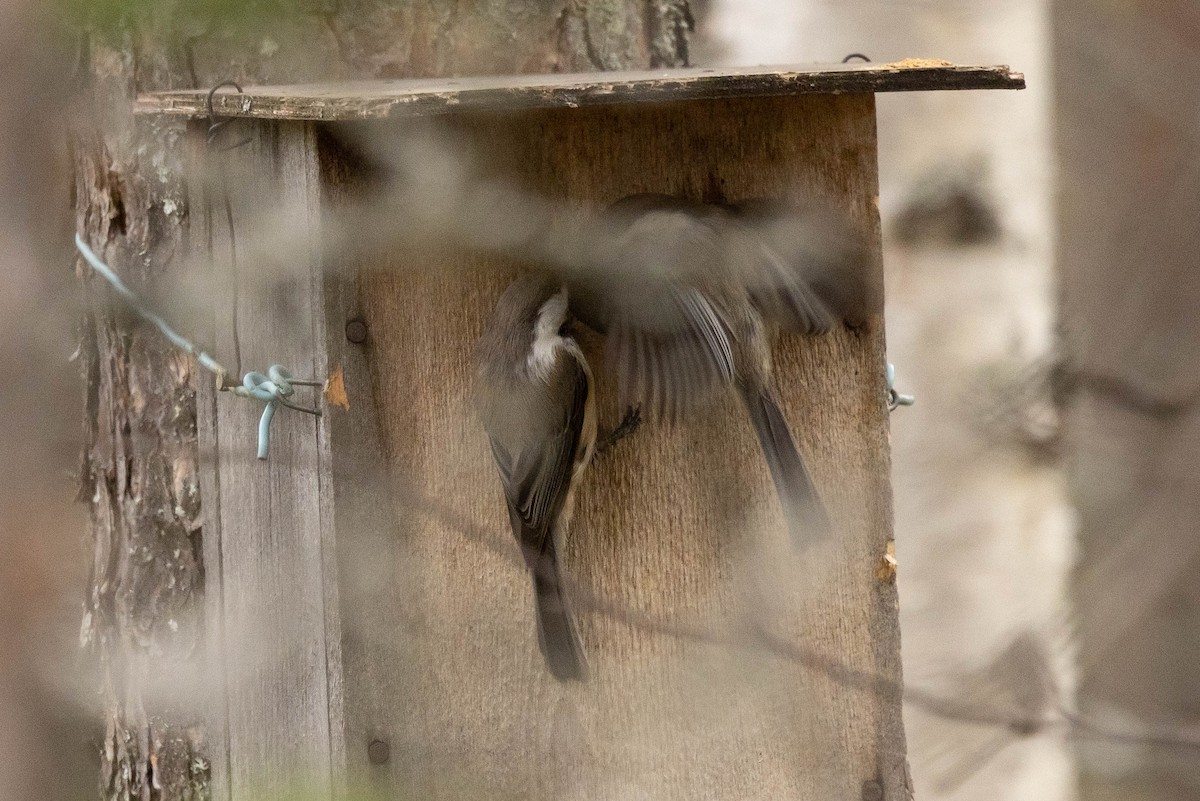 Gray-headed Chickadee - ML621760282