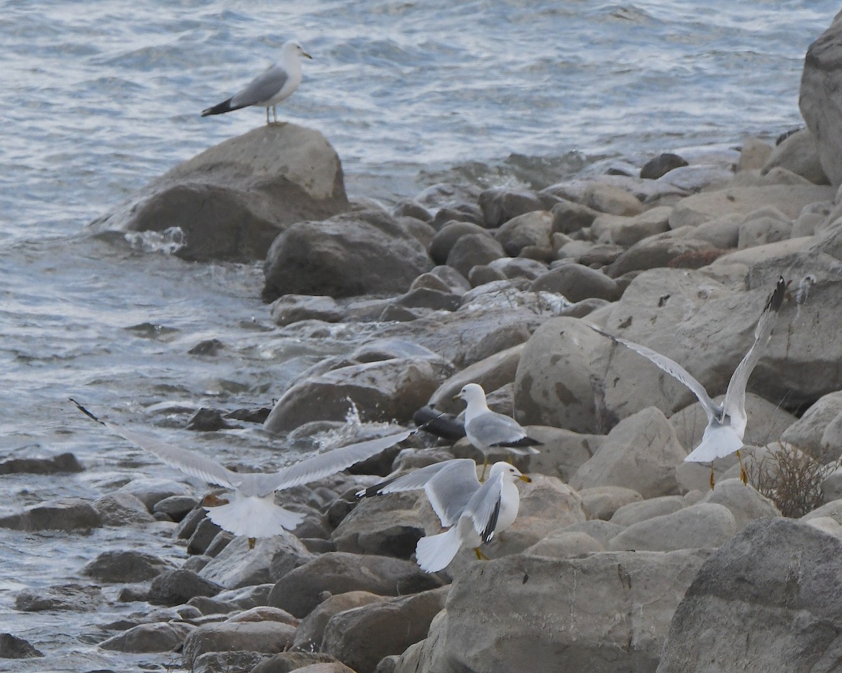 Ring-billed Gull - ML621760299