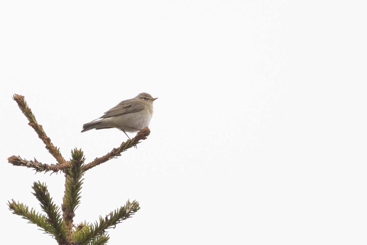 Willow Warbler - ML621760315