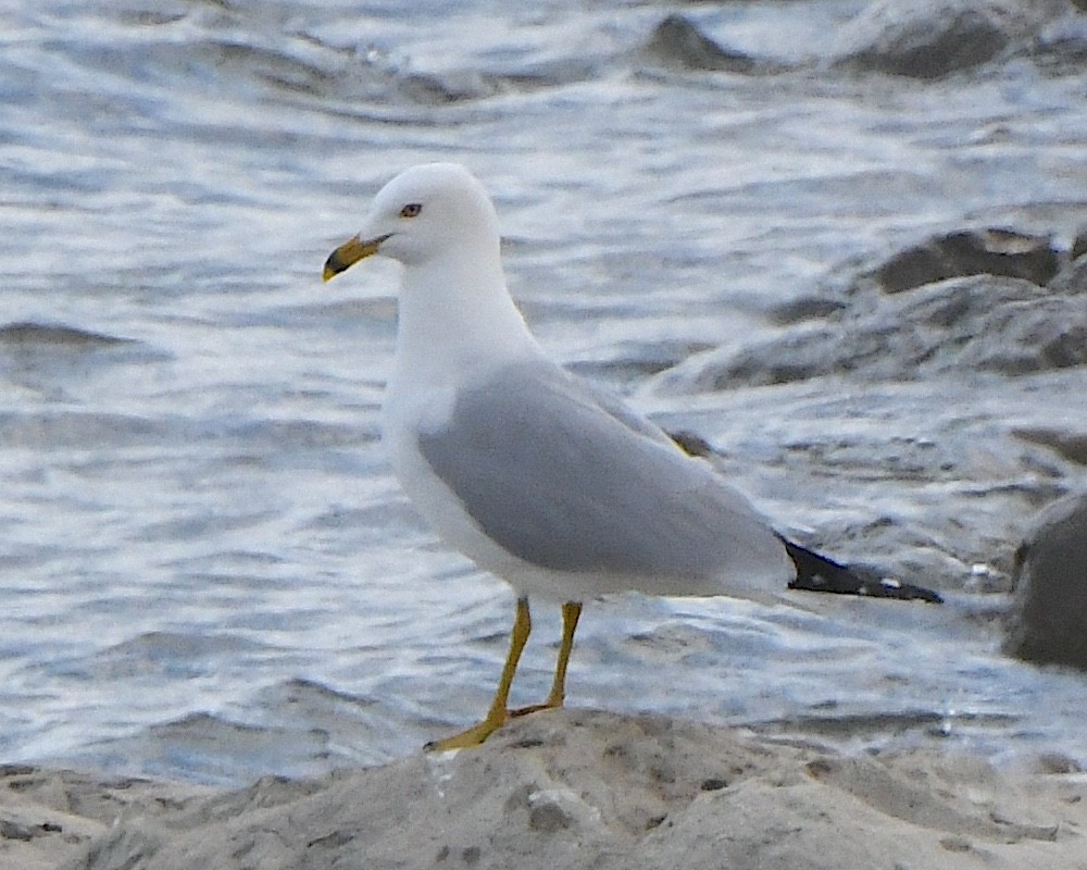 Ring-billed Gull - ML621760325