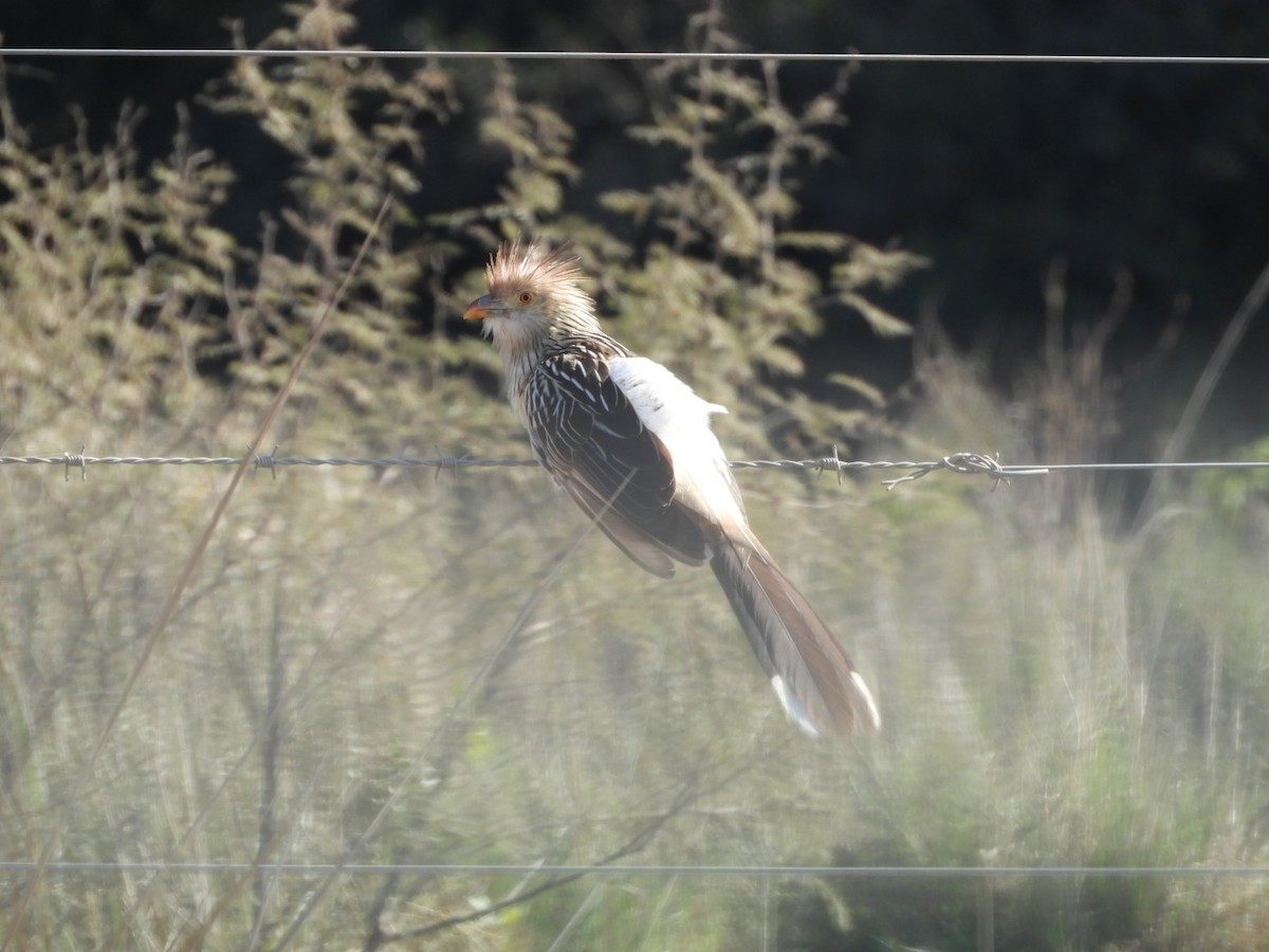 Guira Cuckoo - ML621760328